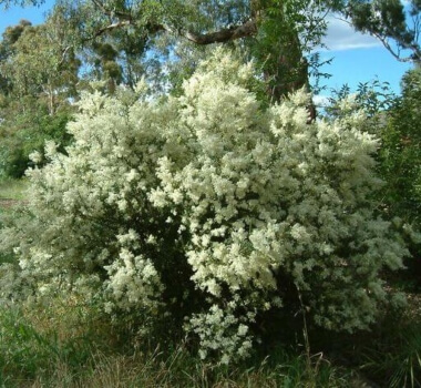 Bursaria spinosa also known as South Australian and Tasmanian Christmas Bush