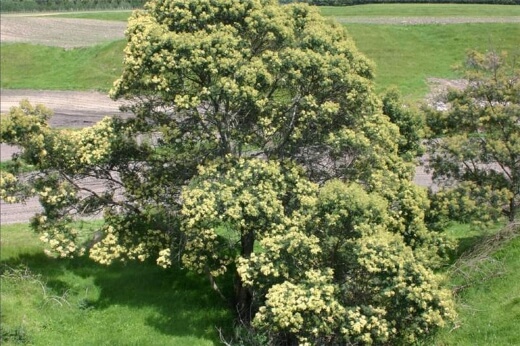 Caring for Black Wattle Tree