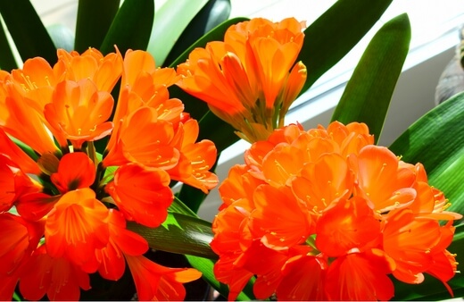 Caring for Clivias