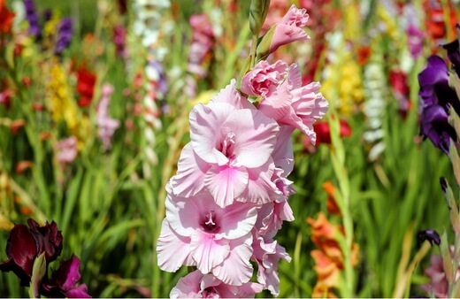 Caring for Gladiolus