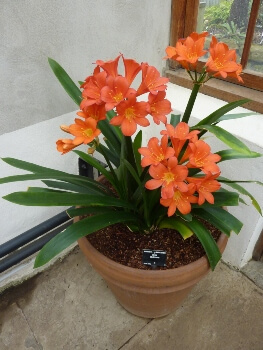 Clivia caulescens have bell-shaped, pendulous flowers