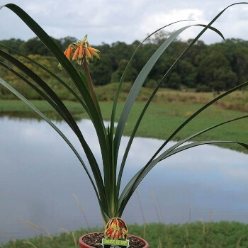 Clivia gardenii have peachy, bell-shaped flowers, drooping down from the top of a tall flower spike