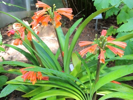 Clivia robusta flowers from May to June