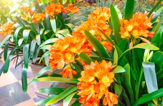 Clivias, also known as Natal Lilies and Bush Lilies