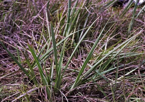 Dianella Amoena is considered endangered in many parts of Australia
