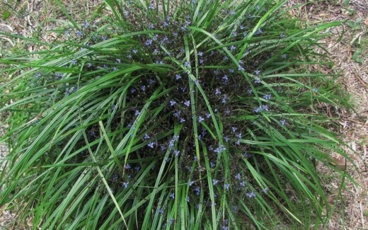 Dianella Brevicaulis has a featherier appearance than others in the genus