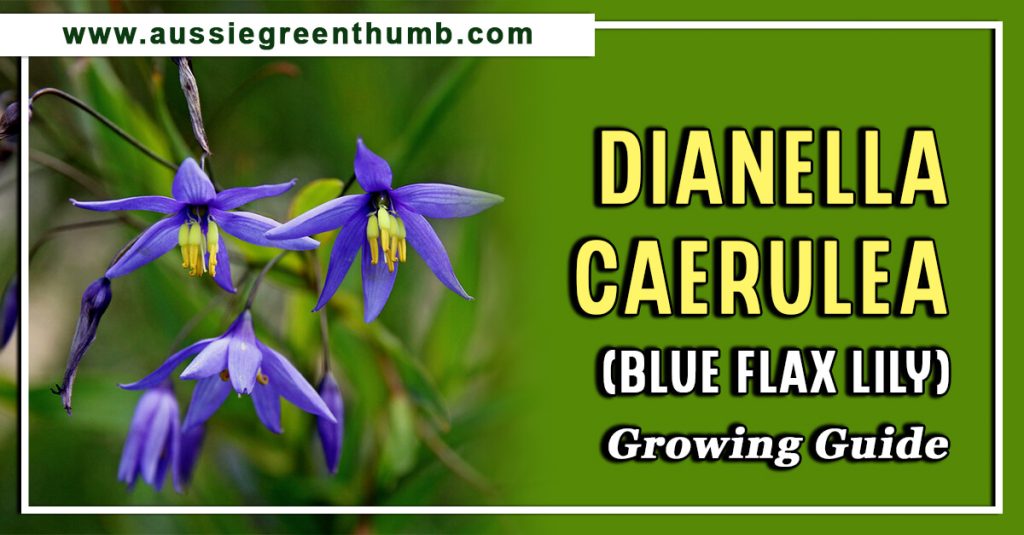 Dianella Caerulea (Blue Flax Lily) Growing Guide