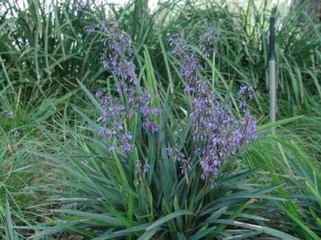 Dianella Caerulea is one of the most commonly grown Dianella