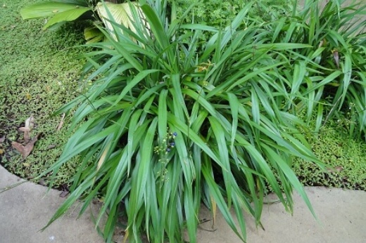 Dianella Ensifolia naturally occurs in grasslands or rainforests as lush ground cover