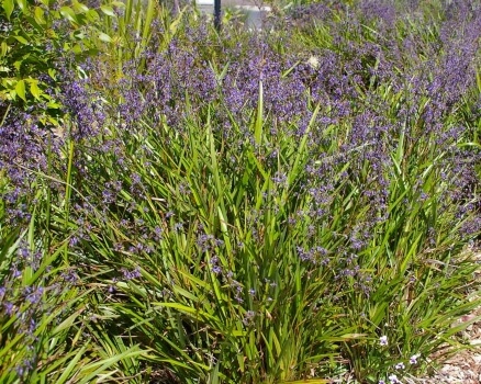 Dianella Tasmanica is considered one of the hardier in the genus and it can be grown indoors in brightly lit locations within warmer regions