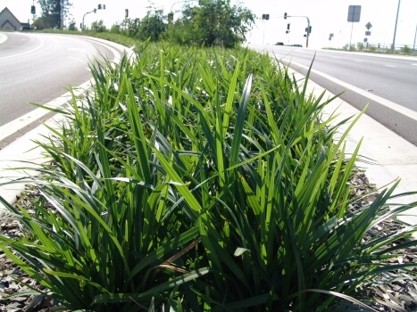 Dianella caerulea ‘Breeze’ produces delicate blue and yellow blooms in spring and has more upright foliage