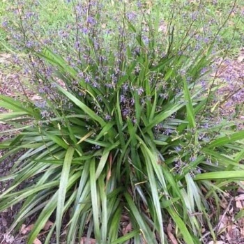 Dianella caerulea ‘Emerald Fountain’ is perfect for smaller gardens in mass plantings, understory plantings or rockeries and borders