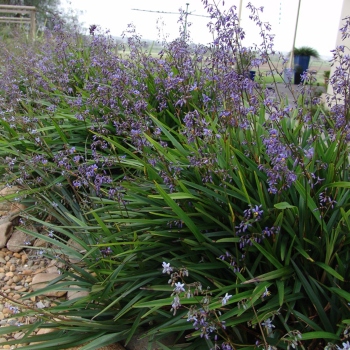 Dianella caerulea ‘Little Jess’ features masses of purple flowers in summer and broader bright-green leaves than other varieties