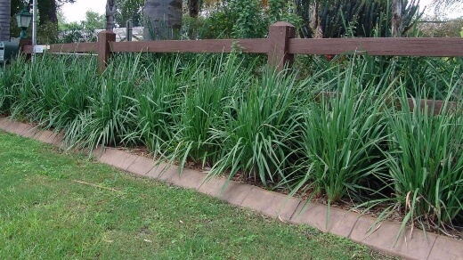 Dianella caerulea ‘King Alfred’ features foliage with more blue-green in its hues