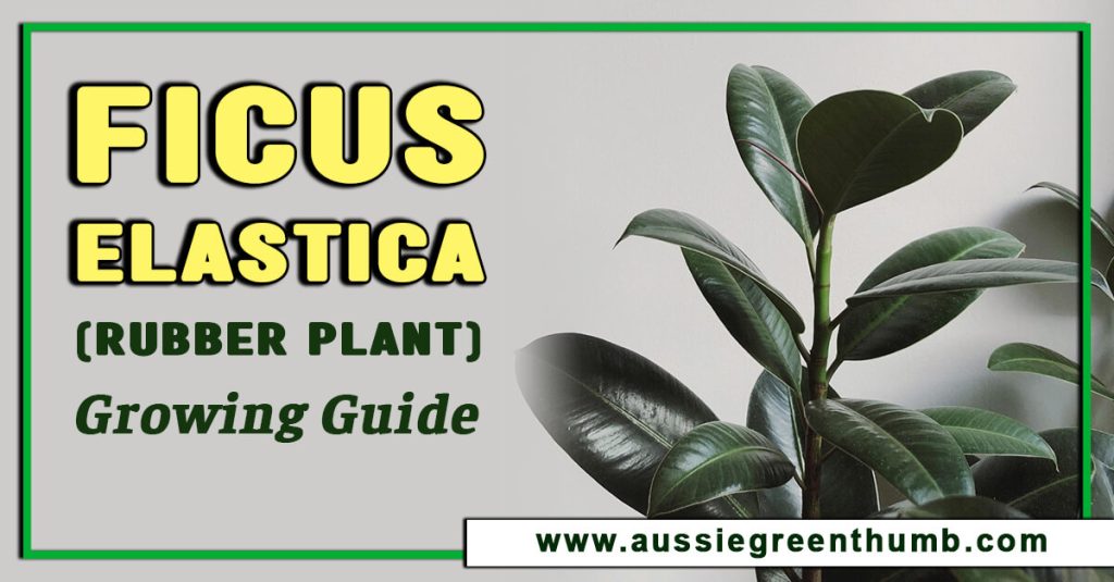 Ficus Elastica (Rubber Plant) Growing Guide