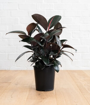 Ficus elastica Black Prince is known for reddish black leaves and is variegated