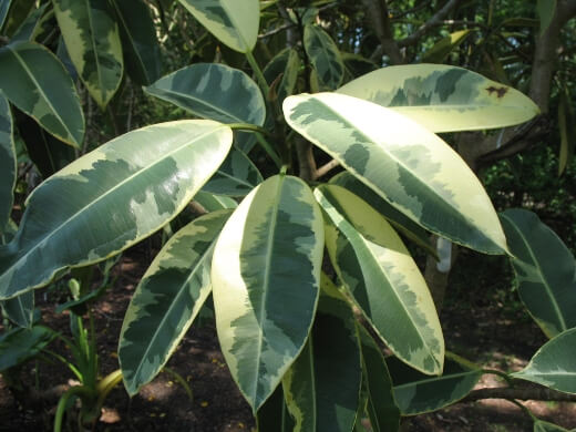 Ficus elastica Doescheri has shades of green and yellow