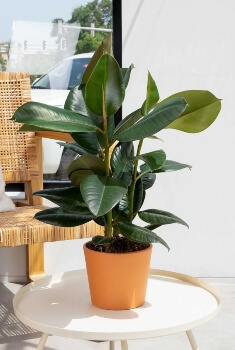 Ficus elastica Robusta is hardier and has bigger leaves than the Decora variety