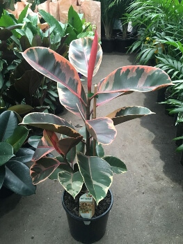 Ficus elastica Ruby is variegated and has shades of pink and purple on its leaves