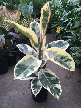 Ficus elastica Tineke looks a bit like an army khaki and is more compact than the Doescheri variety