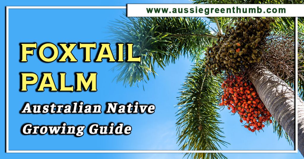 Foxtail Palm Australian Native Growing Guide