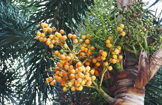 Foxtail Palm Fruits