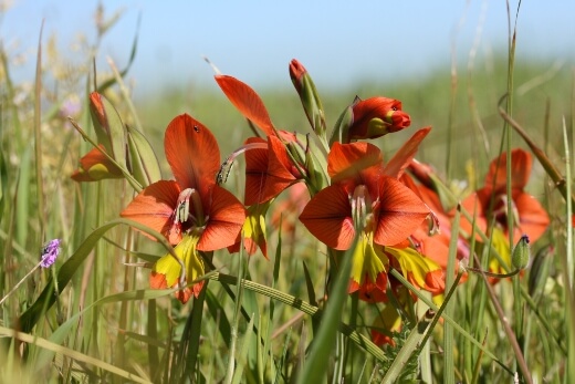 Gladiolus alatus is a true species of gladiolus, found naturally in South Africa on the Cape Peninsula