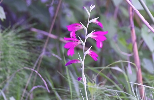 Gladiolus palustris grow best in moist or even damp conditions, giving it its common name, the marsh gladiolus
