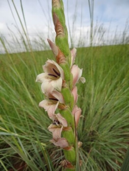 Gladiolus sericeovillosus is a native to Zimbabwe and grows in subtropical, rather than tropical conditions