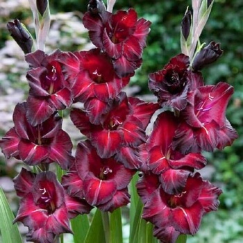 Gladiolus ‘Black Star’ is revered for its dark blooms, with streaks of gold across each primary petal