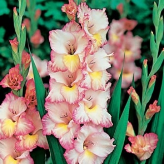 Gladiolus ‘Priscilla’ is one of the most popular Gladioli cultivars
