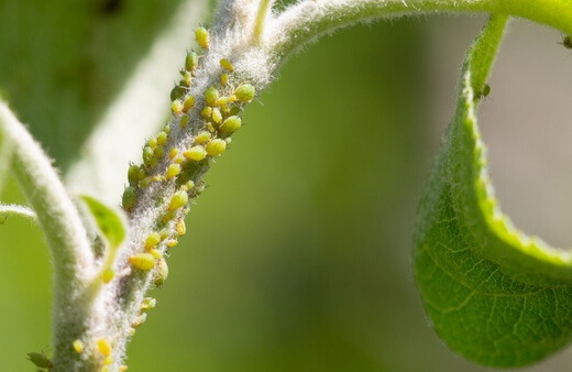 Greenfly increase humidity on young shoots, and can cause fungal problems like bud rot