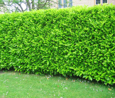 Grow a Laurel Hedge as garden screen