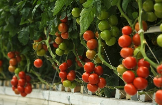 Growing Tomatoes with a Hydroponic System