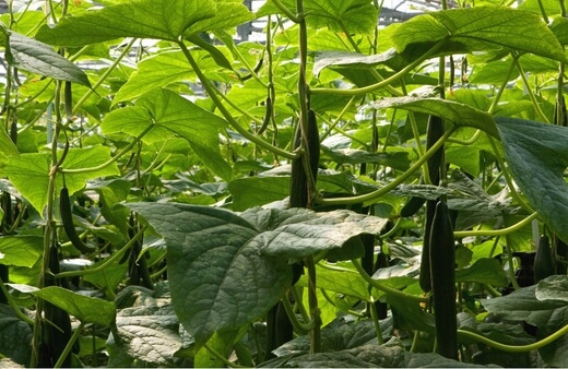Growing cucumbers in hydroponics is a great way to produce fresh, crisp fruits, and plan your harvests in advance