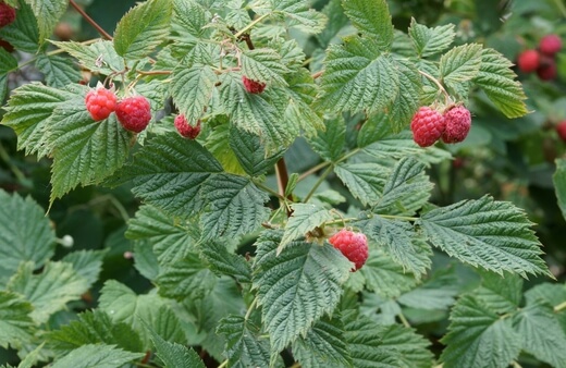 Growing primocane raspberries using hydroponics