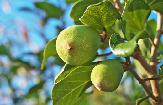 Harvesting & Preparing Creeping Fig Fruit
