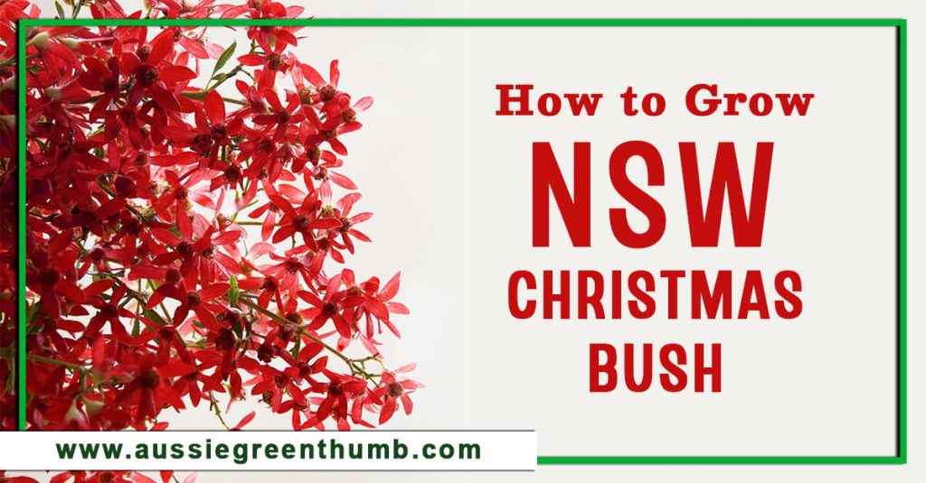 How to Grow NSW Christmas Bush