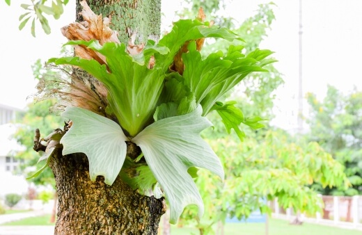 How to Grow Staghorn Fern Outdoors