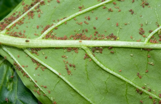 How to Prevent Aphids