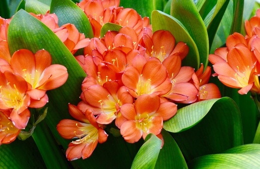 How to Propagate Clivias