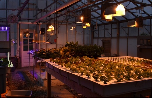 How to Set Up a Hydroponic System