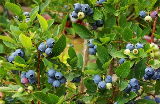 How to grow blueberries using hydroponics