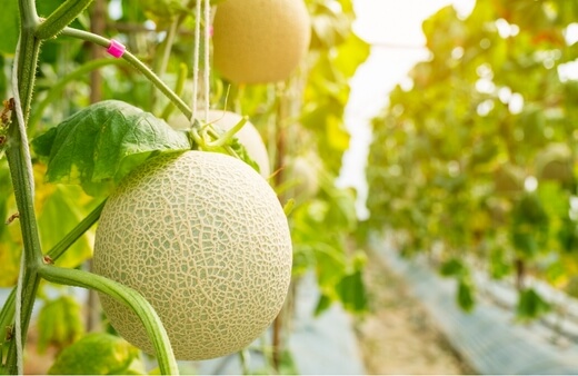 How to grow melons using hydroponics