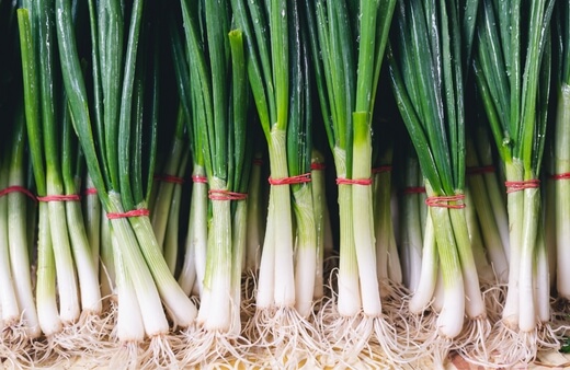 How to grow spring onions hydroponically