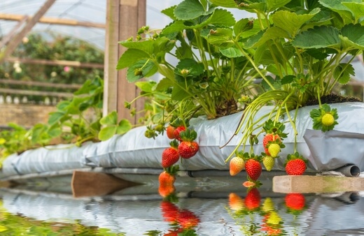 How to grow strawberries hydroponically