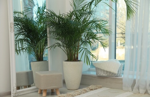 Incorporate Majesty Palm Tree to your Biophilic Design