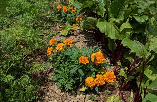 Marigold is a Aphid Deterrent Plant