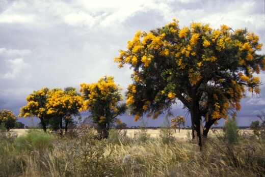 Nuytsia floribunda also called as West Australian Christmas Tree
