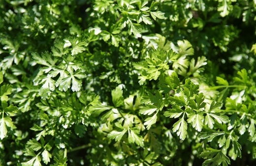 Parsley is one of the easiest plants to grow in hydroponics